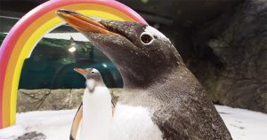 Gay penguins Sphen and Magic at Sea Life Sydney's Mardi Gras celebration. The pair are shown in their enclosure with an inflatable rainbow in the background.