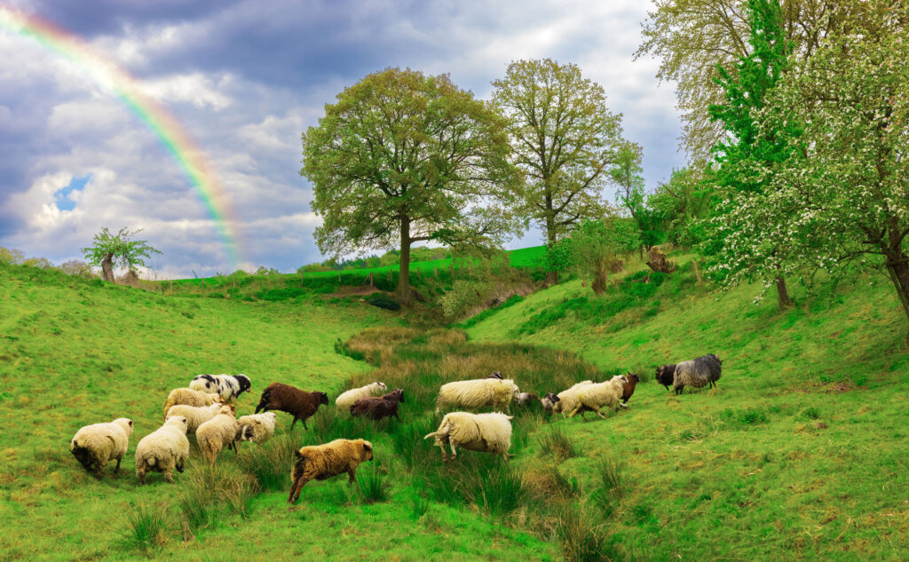 The flock of gay sheep are jumping around over a little stream on the fields of the farm in Löhne. The sun is shining and there even is a rainbow in the sky. The sheep seem to be happy.